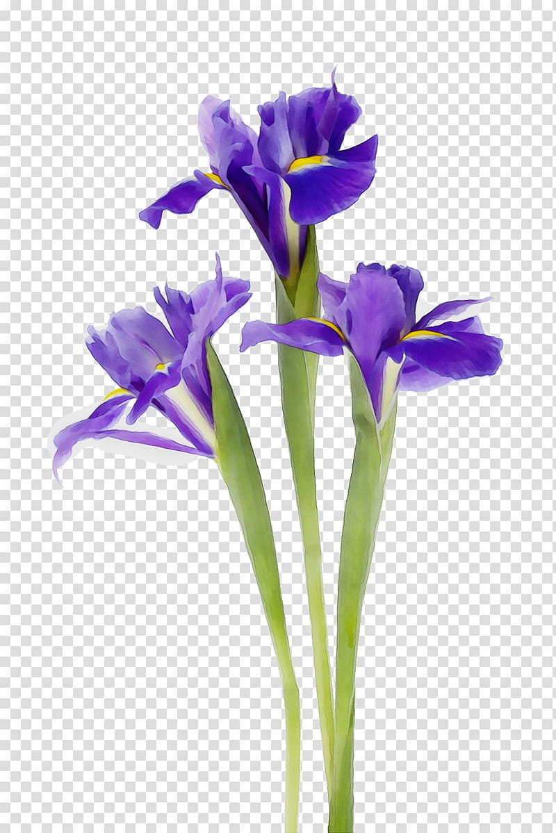 Blue Iris Flower, Watercolor, Paint, Wet Ink, Northern Blue Flag, Orris Root, Crocus, Cut Flowers transparent background PNG clipart