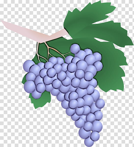 grape grape leaves grapevine family seedless fruit vitis, Leaf, Plant, Berry transparent background PNG clipart