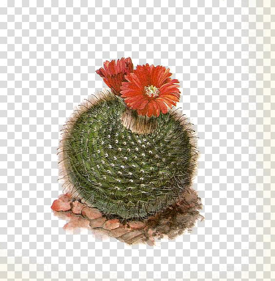 Cactus , two red cactus flowers transparent background PNG clipart