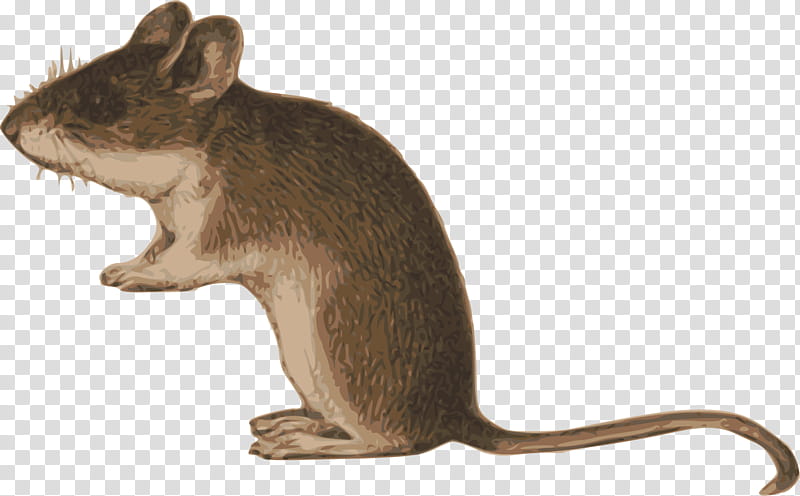 Mouse, Rat, Gerbil, Line Art, Muridae, Meadow Jumping Mouse, Eastern Chipmunk, Animal Figure transparent background PNG clipart
