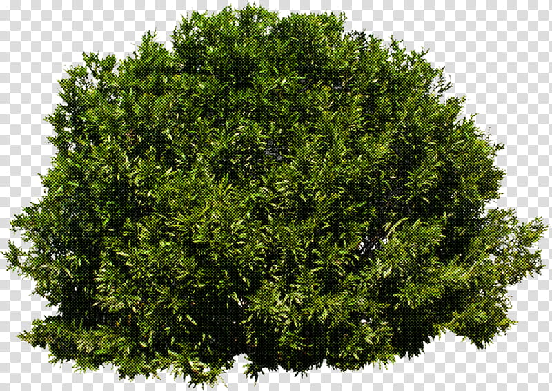 Tree Branch Silhouette, Shrub, Evergreen, Plants, English Yew, Garden, Azalea, Hedge transparent background PNG clipart