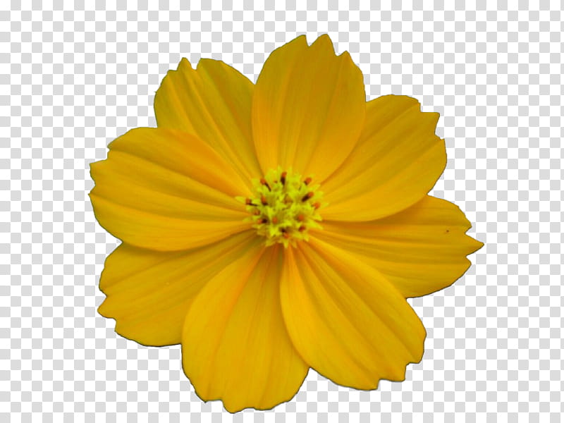 Flower Garden, Video, RAR, Song, Yellow, Petal, Sulfur Cosmos, Plant transparent background PNG clipart