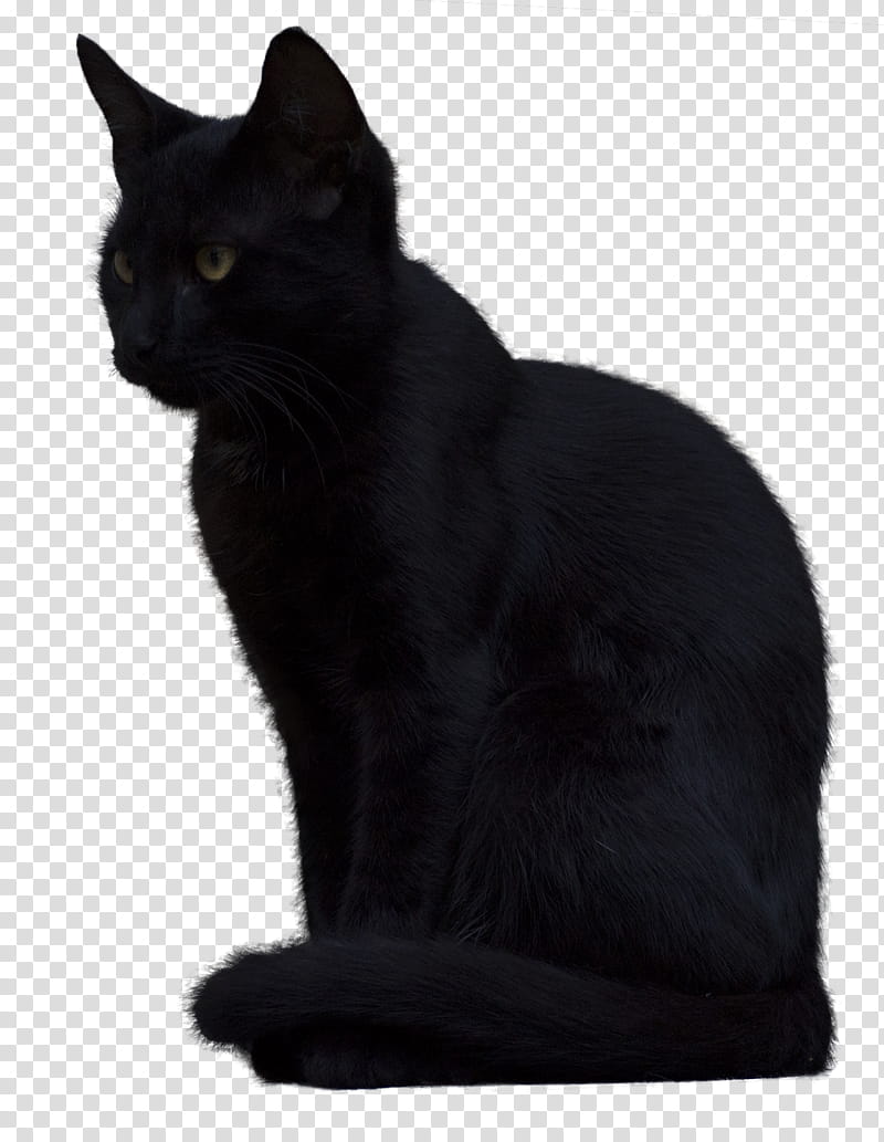 Black Cat , black cat art transparent background PNG clipart