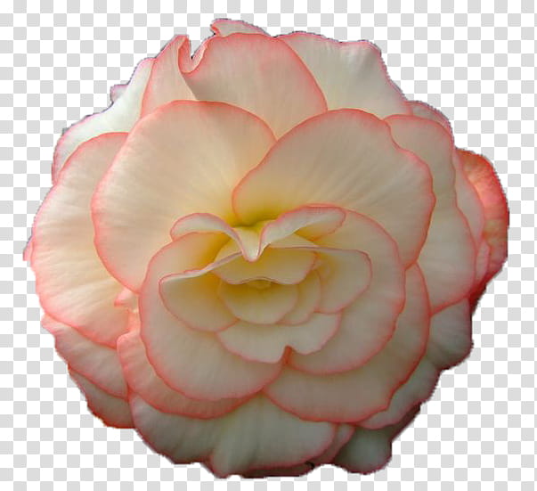 Pink Flower, Animation, Garden Roses, Computer Animation, Flower Bouquet, Cut Flowers, Petal, Begonia transparent background PNG clipart