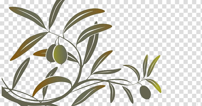 Olive Tree Drawing, Olive Oil, Olive Branch, Mediterranean Cuisine, Cooking Oils, Vegetable Oil, Wall Decal, Bay Laurel transparent background PNG clipart