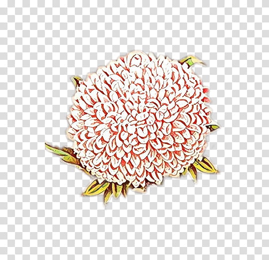 pink flower protea plant cut flowers, Cartoon transparent background PNG clipart