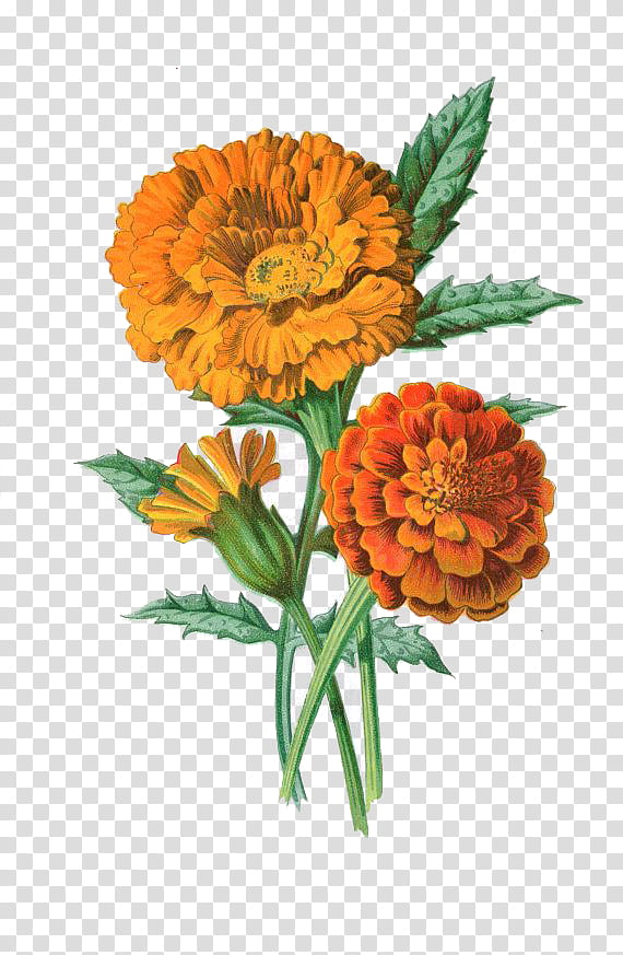 orange cluster flowers art transparent background PNG clipart