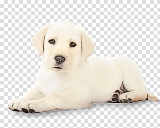 Labrador Retriever Puppy Akbash Companion dog, Watercolor, Paint, Wet Ink, Sporting Group, Canine Reproduction, Breed, Castration transparent background PNG clipart