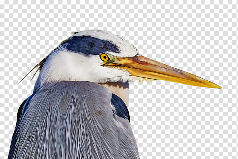 bird beak great blue heron heron pelecaniformes, Great Heron transparent background PNG clipart