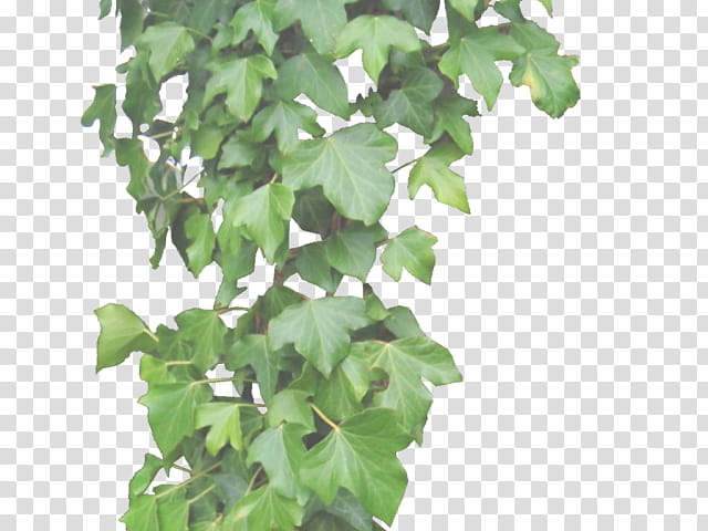 Family Tree, Vine, Plants, Common Ivy, Hanging Basket, Houseplant, Leaf, Flowerpot transparent background PNG clipart