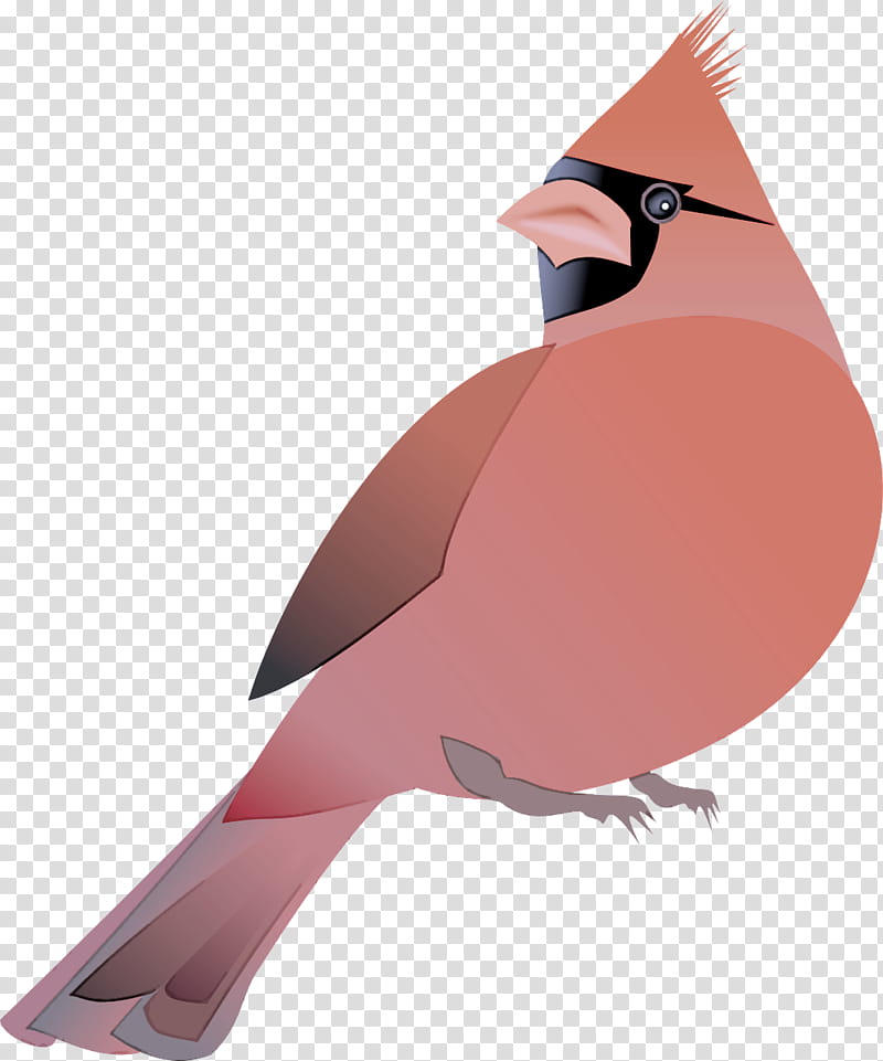 bird beak songbird perching bird transparent background PNG clipart