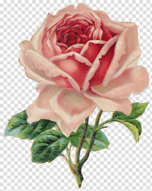 Vintage Flowers , pink rose illustration transparent background PNG clipart