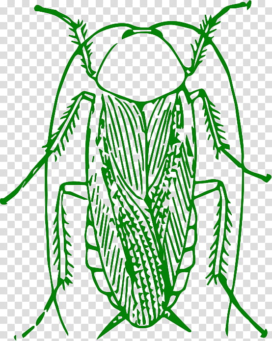 Drawing Of Family, Cockroach, Insect, American Cockroach, Blattidae, Pest, Florida Woods Cockroach, German Cockroach transparent background PNG clipart