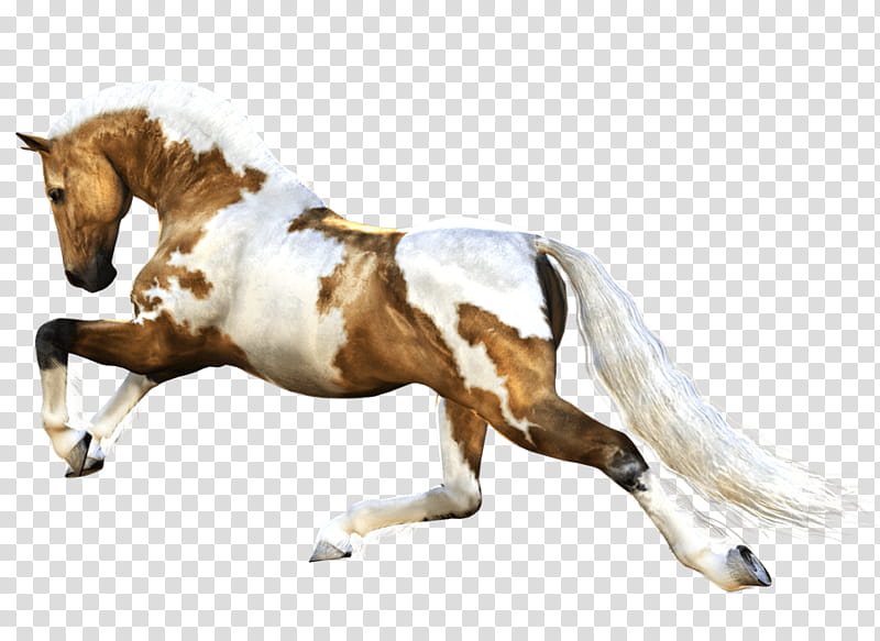 Horse, Mustang, Mare, American Paint Horse, Australian Horse, Pony, Stallion, Equus transparent background PNG clipart