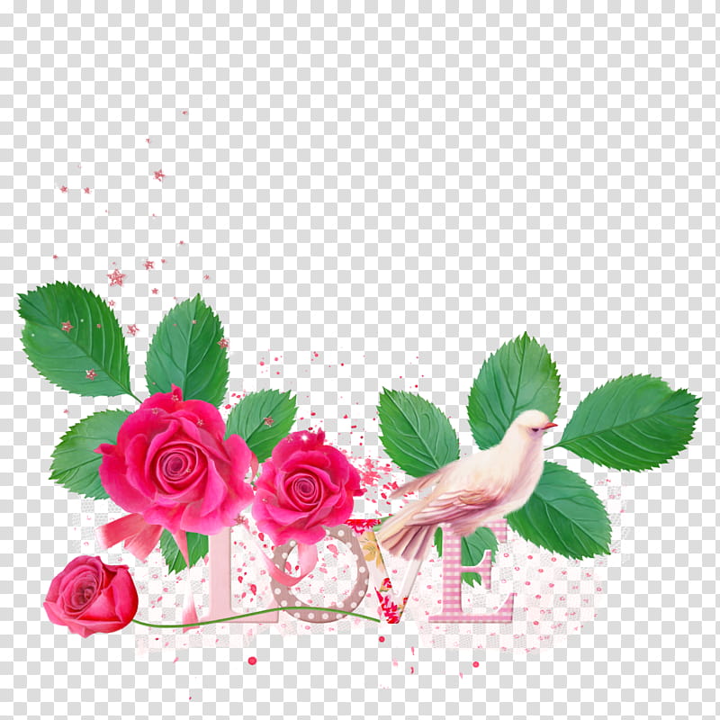 Floral Flower, Garden Roses, Floral Design, Cut Flowers, Petal, Pink M, Rose Family, Rose Order transparent background PNG clipart