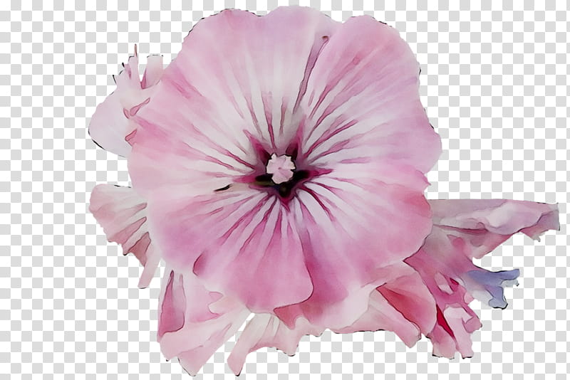 Pink Flower, Pink M, Cut Flowers, Herbaceous Plant, Family M Invest Doo, Plants, Pnk, Petal transparent background PNG clipart
