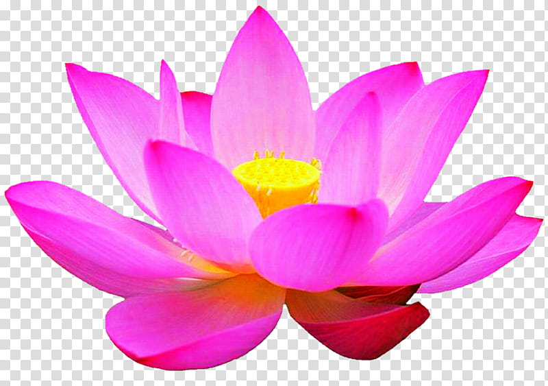 Radiant Pink Lotus transparent background PNG clipart