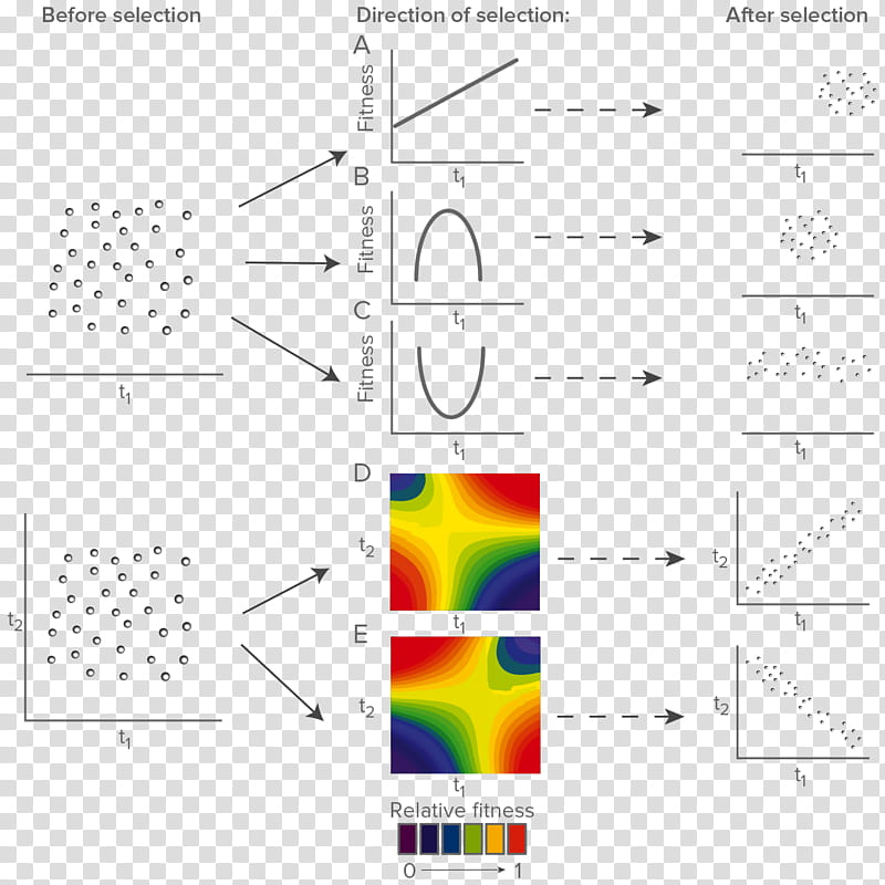 Science, Directional Selection, Natural Selection, Disruptive Selection, Biology, Stabilizing Selection, Evolution, Genetic Variation transparent background PNG clipart