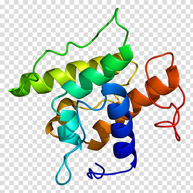 Transgelin Line, Actin, Protein, Myosin, Myofilament, Gene, Actinbinding Protein, Sliding Filament Theory transparent background PNG clipart