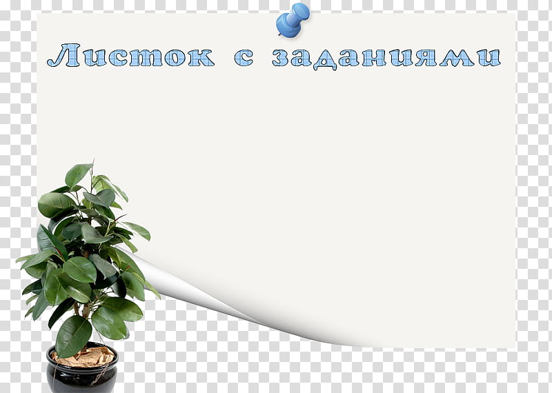 Bird Of Paradise, Rubber Fig, Plants, Houseplant, Ornamental Plant, Weeping Fig, Leaf, Vascular Plant transparent background PNG clipart