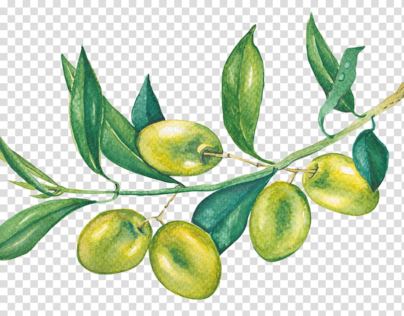 Olive Tree, Sunscreen, Foundation, Key Lime, Skin Care, Shampoo, Gel, Hair Care transparent background PNG clipart