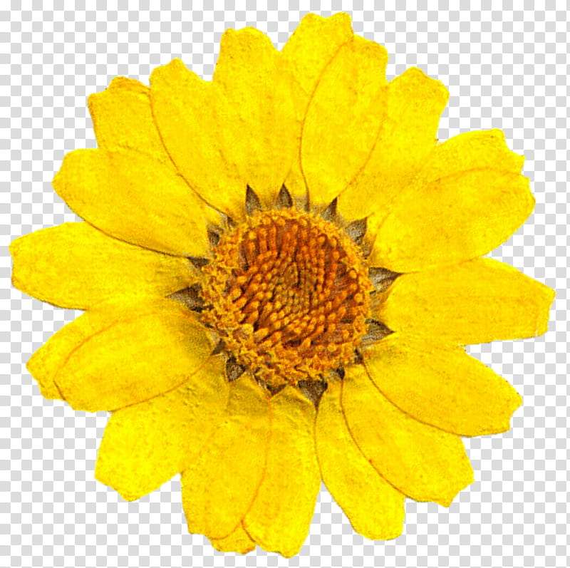 Pressed Daisy transparent background PNG clipart