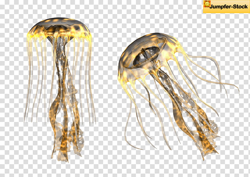 Giant Jellyfish , two brown jelly fish transparent background PNG clipart