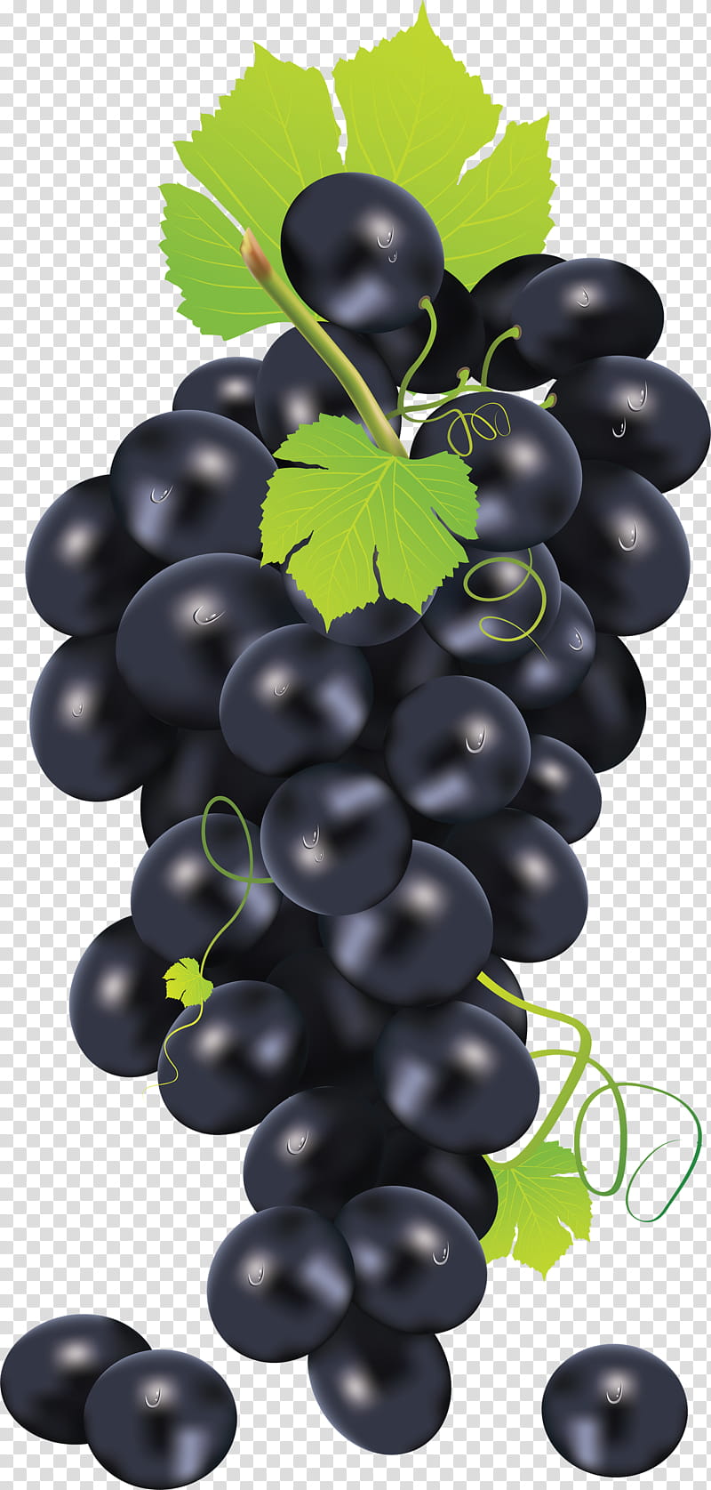 Family Tree, Common Grape Vine, Muscadine, White Wine, Sultana, Chardonnay, Concord Grape, Juice transparent background PNG clipart
