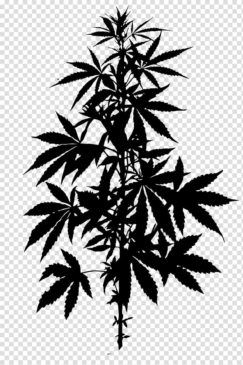 Cartoon Palm Tree, Cannabis, Hemp, Marijuana, Legality Of Cannabis, Medical Cannabis, Cannabidiol, Landrace transparent background PNG clipart