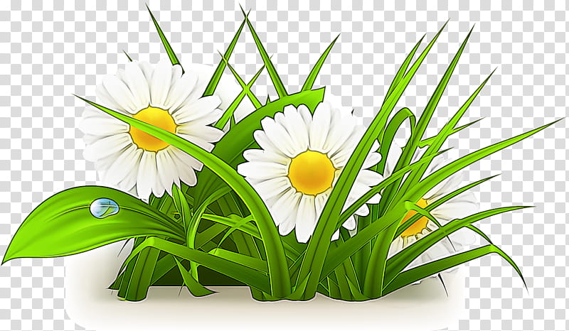 flower plant grass chamomile flowering plant, Mayweed, Camomile, Houseplant transparent background PNG clipart