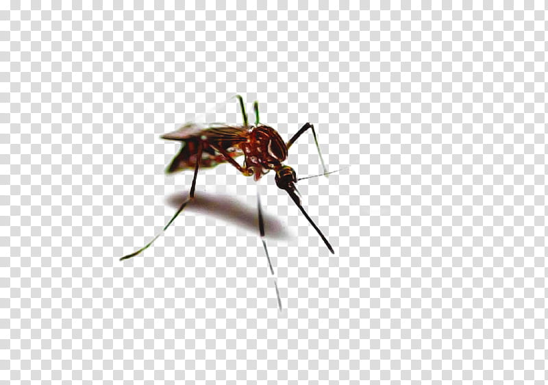 Ant, Mosquito, Insect, Membrane, Pest, Carpenter Ant, Membranewinged Insect, Miridae transparent background PNG clipart