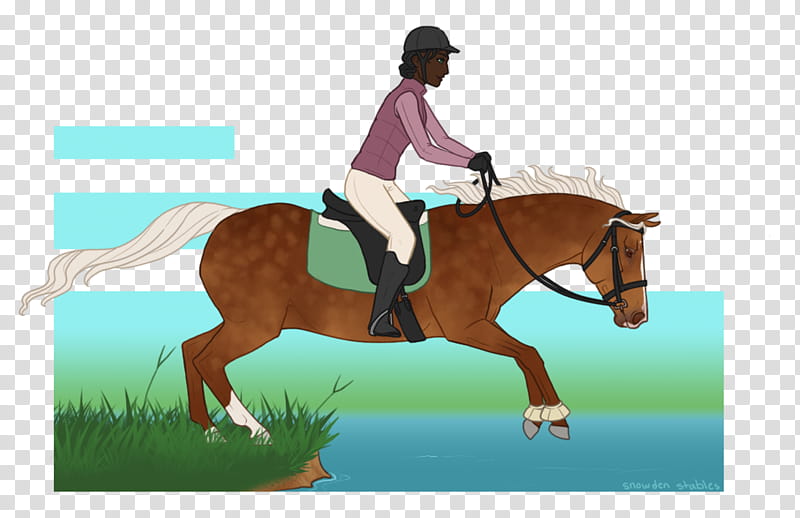 Horse, Hunt Seat, Stallion, Bridle, Dressage, Eventing, Saddle, Mane transparent background PNG clipart