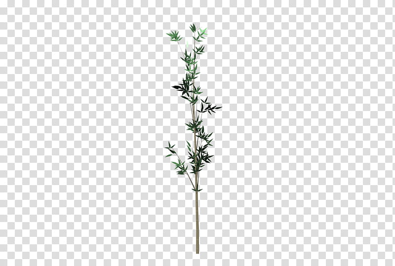 Bamboo Tree, white and green leaf plant transparent background PNG clipart