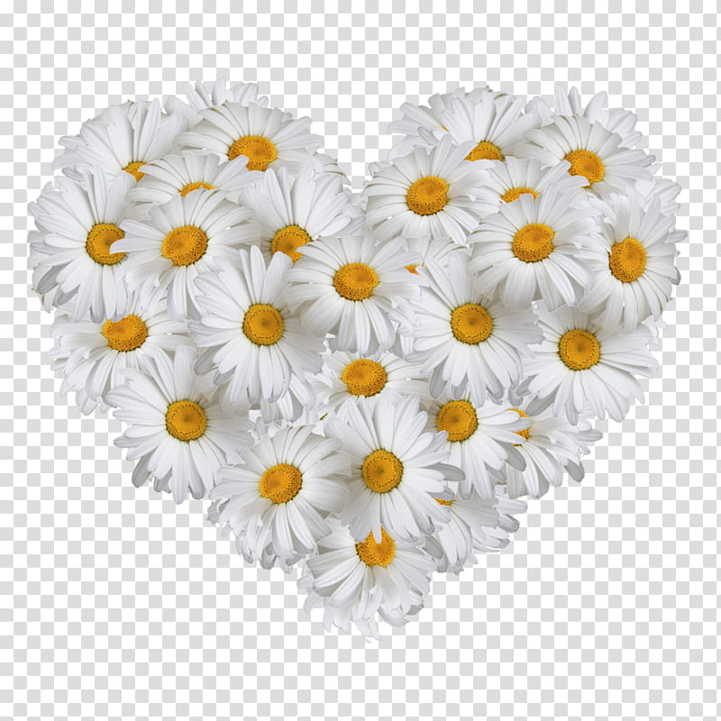 Flowers, Heart, White, Daisy, Petal, Cut Flowers, Oxeye Daisy, Daisy Family transparent background PNG clipart