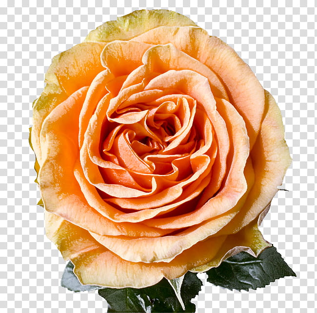 Garden roses, Flower, Julia Child Rose, Petal, Floribunda, Hybrid Tea Rose, Orange, Rose Family transparent background PNG clipart