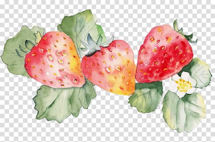 Watercolor Floral, Watercolor Painting, Watercolor Flowers, Drawing, Floral Design, Strawberry, Natural Foods, Strawberries transparent background PNG clipart