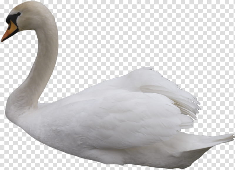 Swan, white swan transparent background PNG clipart