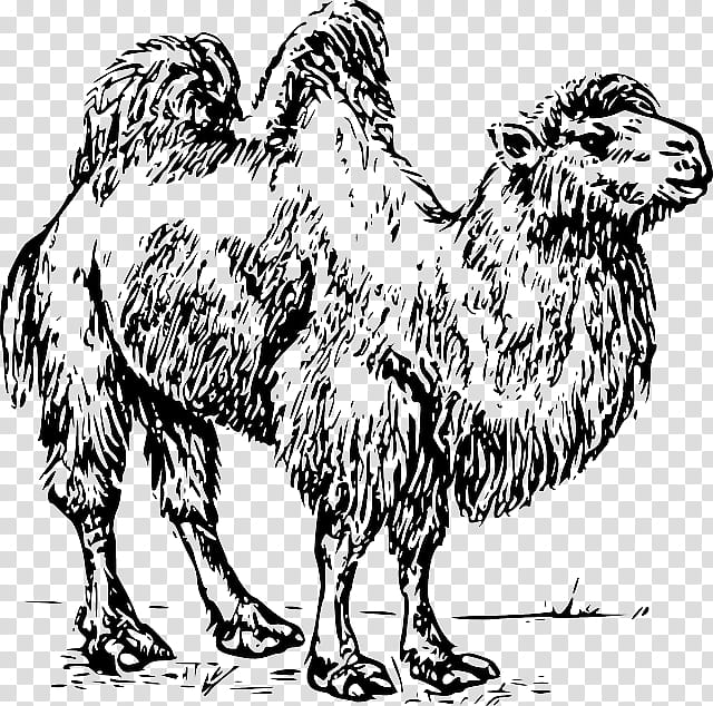 Bactrian Camel Camel, Dromedary, Australian Feral Camel, Drawing, Line Art, Silhouette, Camel Racing, Camel Like Mammal transparent background PNG clipart