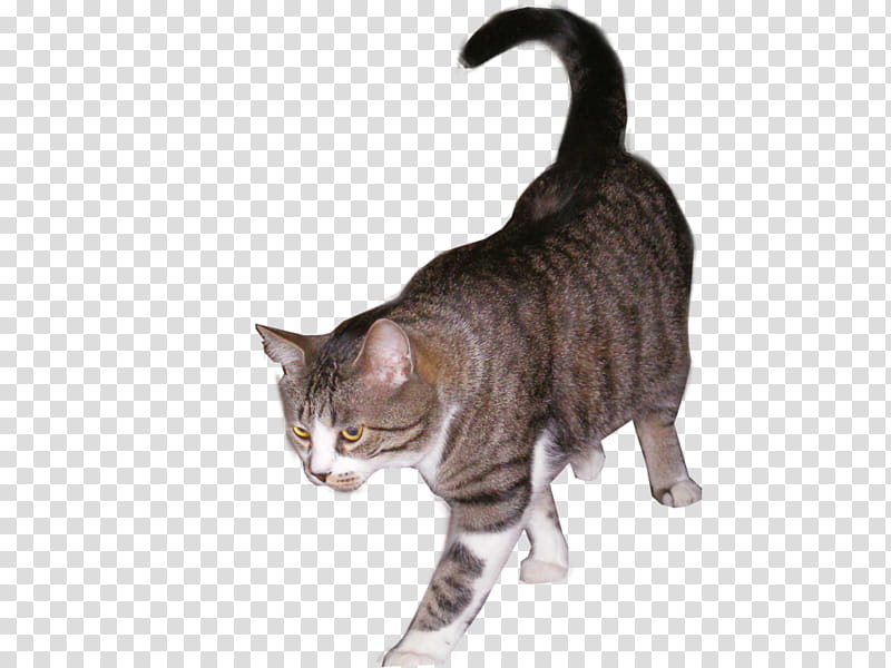 Cartoon Cat, Toyger, Sokoke, American Wirehair, European Shorthair, California Spangled, Dragon Li, Manx Cat transparent background PNG clipart