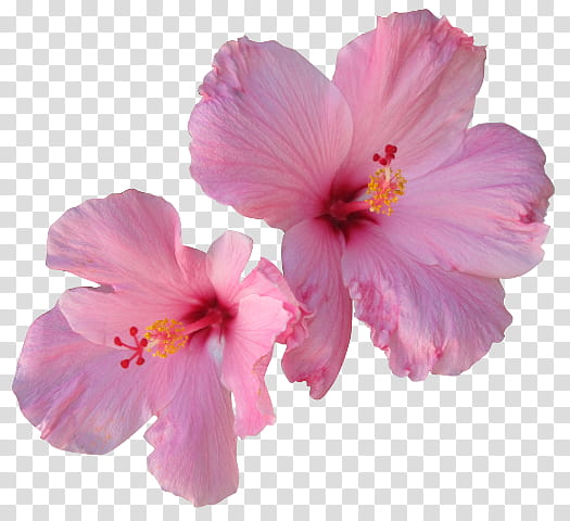 Cherry Blossom, Shoeblackplant, Hibiscus Tea, Yellow Hibiscus, Spider Hibiscus, Hawaiian Hibiscus, Mallows, Garden transparent background PNG clipart