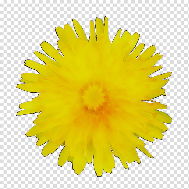 Marigold Flower, Back Pain, Orthopaedics, Online Shopping, Joint, Muscle, Massage, Neck transparent background PNG clipart