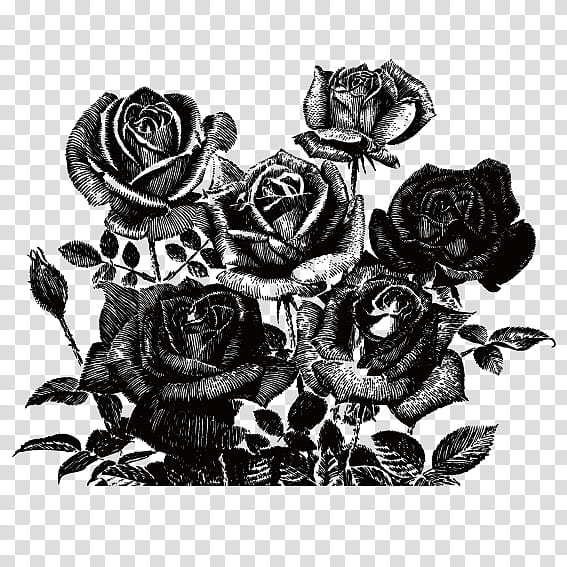 Black Rose Drawing, Painting, Encapsulated PostScript, Pentekening, , Watercolor Painting, Garden Roses, Flower transparent background PNG clipart