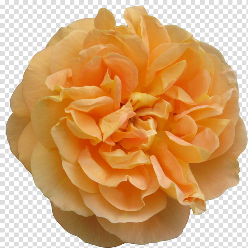 yellow roses , orange peony flower transparent background PNG clipart