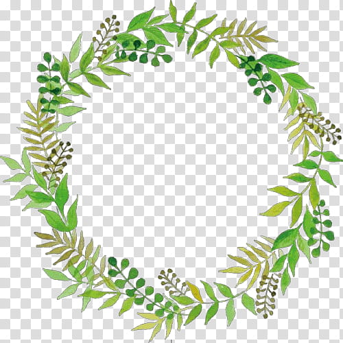 oregon pine leaf colorado spruce vascular plant plant, Cartoon, Wreath, Tree, Fir, Conifer transparent background PNG clipart