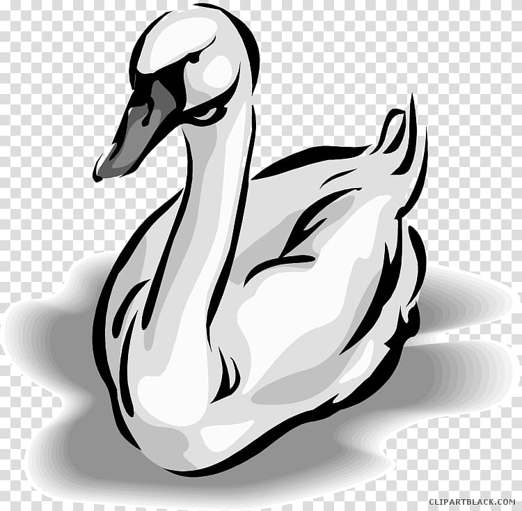 Bird Line Drawing, Goose, Duck, Mute Swan, Black Swan, Waterfowl, Cygnini, Water Bird transparent background PNG clipart