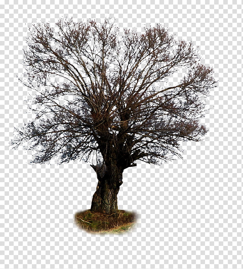 Tree  , brown bare tree illustration transparent background PNG clipart