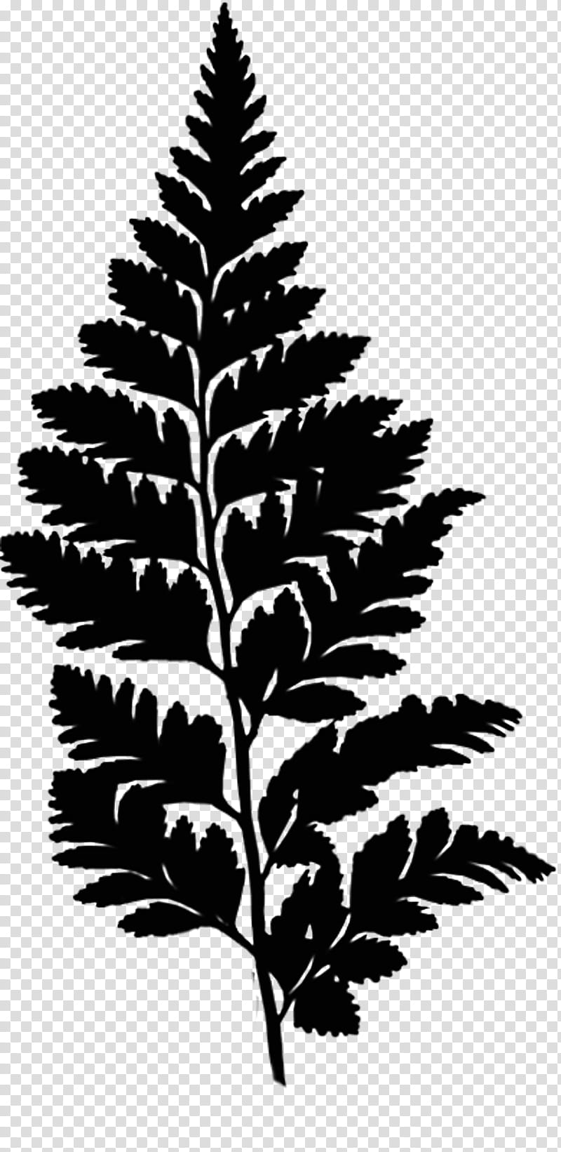 Twig, Fern, Ostrich Fern, Leaf, Plants, Drawing, Vascular Plant, Thorns Spines And Prickles transparent background PNG clipart