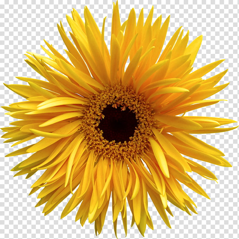 Flowers, Sunflower, Yellow, Plant, Pollen, Petal, Cut Flowers, Asterales transparent background PNG clipart