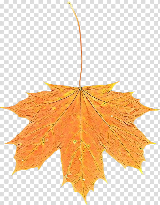 Maple leaf, Cartoon, Tree, Black Maple, Woody Plant, Orange, Plane, Deciduous transparent background PNG clipart
