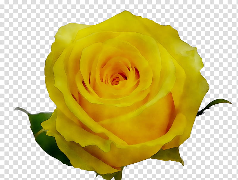 Yellow Roses, Garden Roses, Cabbage Rose, Austrian Briar, Floribunda, Flower, Petal, Rose Family transparent background PNG clipart